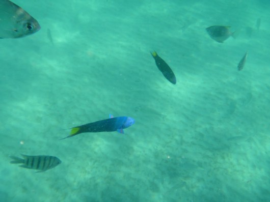 Snorkelling at Tangalooma Wrecks